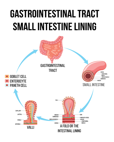 Gastric Balloon Surgery in India